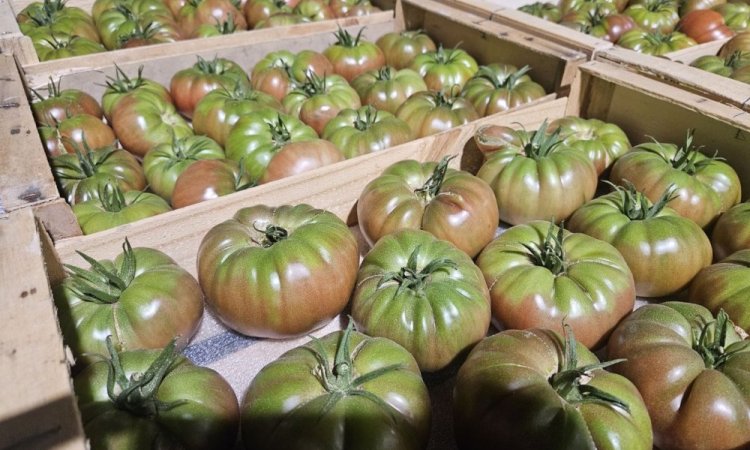Vente et livraison pour les professionnels : Nos variétés de tomates