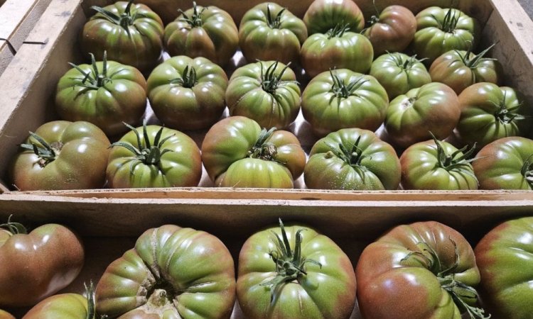 Vente et livraison pour les professionnels : Nos variétés de tomates