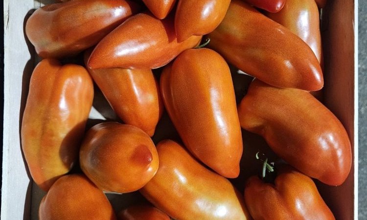 Vente et livraison pour les professionnels : Nos variétés de tomates