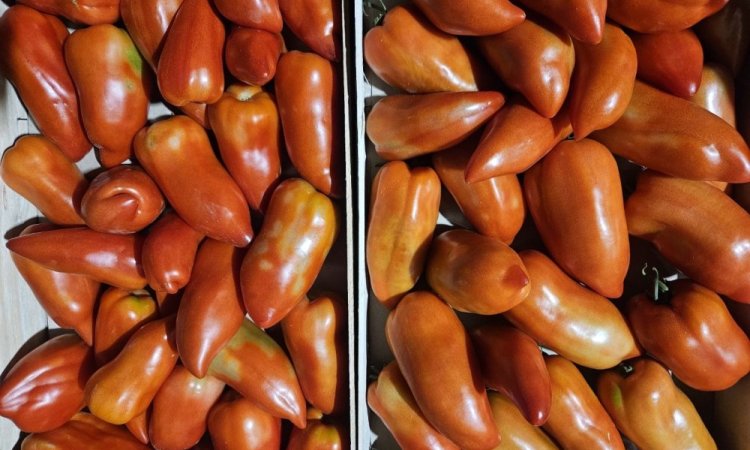 Vente et livraison pour les professionnels : Nos variétés de tomates