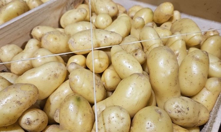 Pomme de terre Delikatess livrée aux professionnels de la restauration