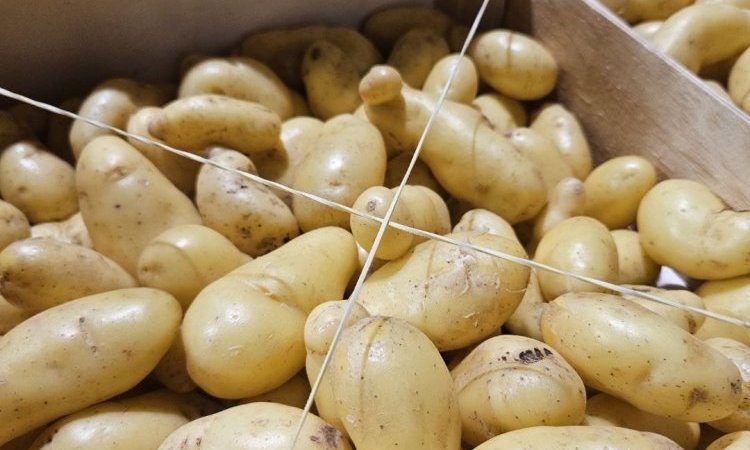 Pomme de terre Delikatess livrée aux professionnels de la restauration
