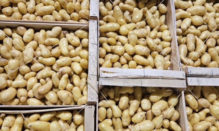 Pomme de terre Delikatess livrée aux professionnels de la restauration