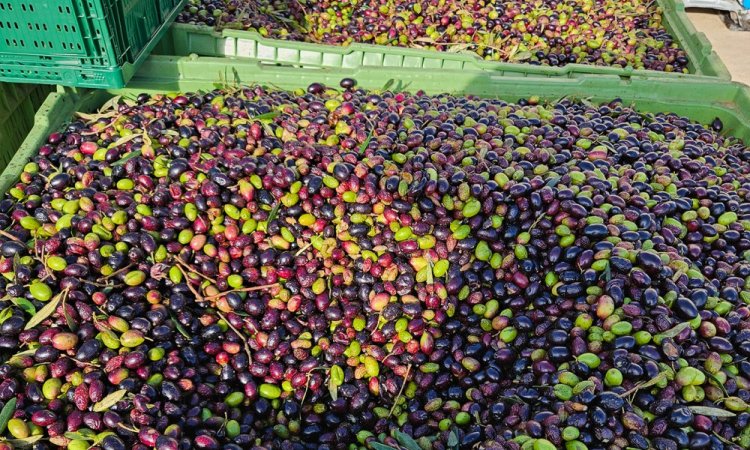 Commande livraison d'olives dans la Loire