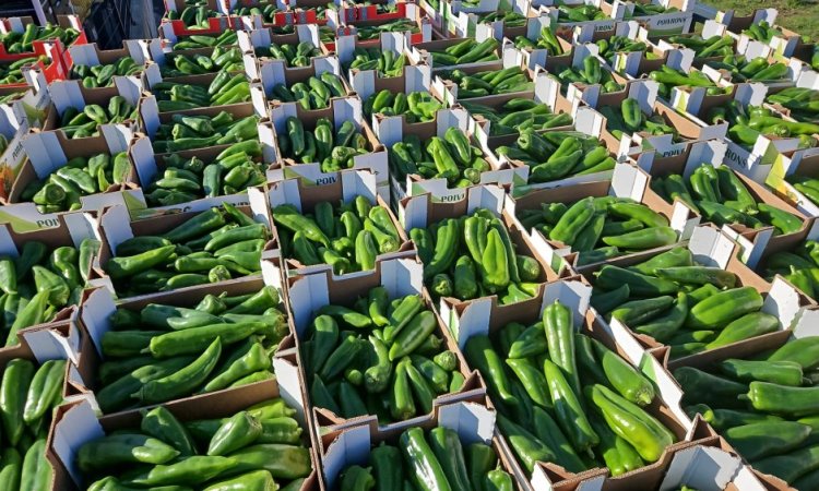 Vente et livraison de fruits et légume en volume sur Saint-Etienne