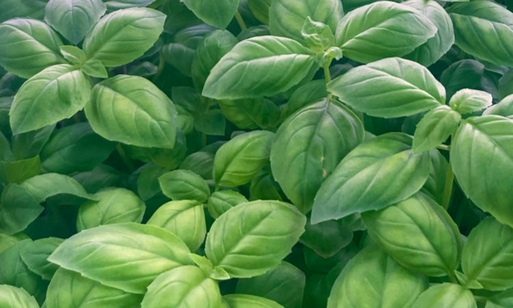 Distribution de Cress dans la Loire