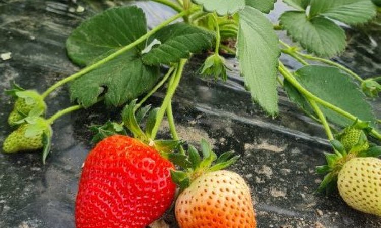 VENTE ET ACHAT FRAISE  FRANCE EN DIRECT  PRODUCTEUR PAR GROSSISTE EN FRUITS ET LEGUMES  A ANNONAY