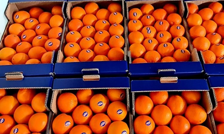 ORANGE NAVEL LIVRAISON FRUITS ET LEGUMES POUR PROFESSIONNEL SUR SAINT CHAMOND