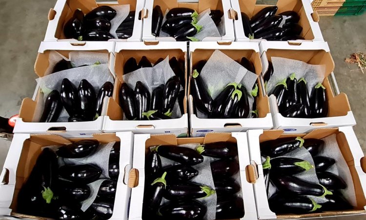 AUBERGINE TAP FRUITS LIVRAISON FRUITS ET LEGUMES POUR PROFESSIONNEL SUR ANNONAY