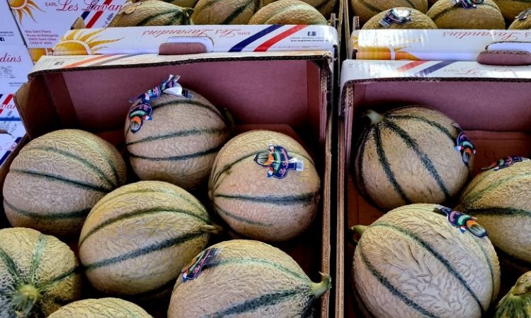 MELON CHARENTAIS PROVENCE DIRECT PRODUCTEUR TAP FRUITS