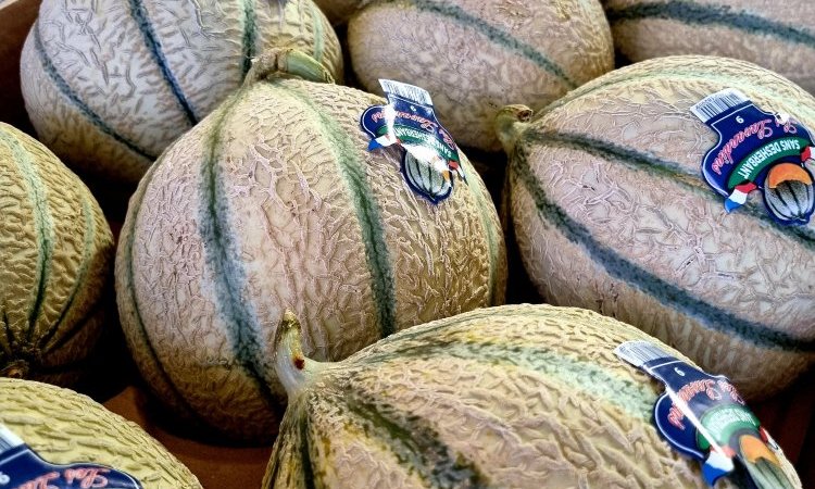 MELON CHARENTAIS PROVENCE DIRECT PRODUCTEUR TAP FRUITS