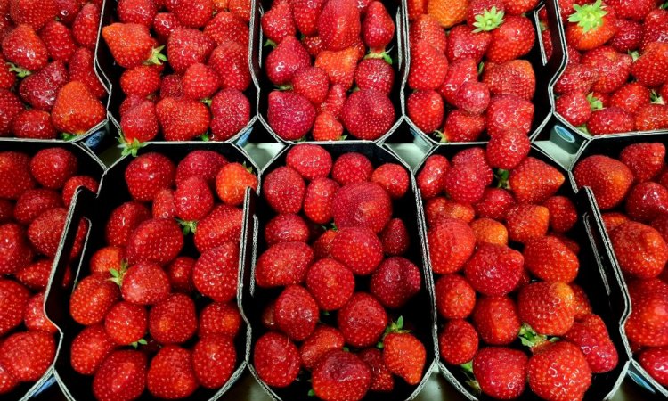 FRAISE HAUTE LOIRE TAP FRUITS