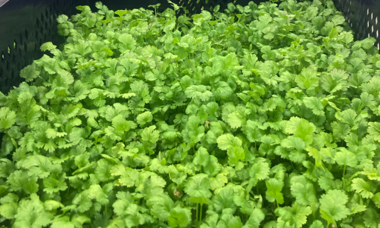 Distribution de Cress dans la Loire