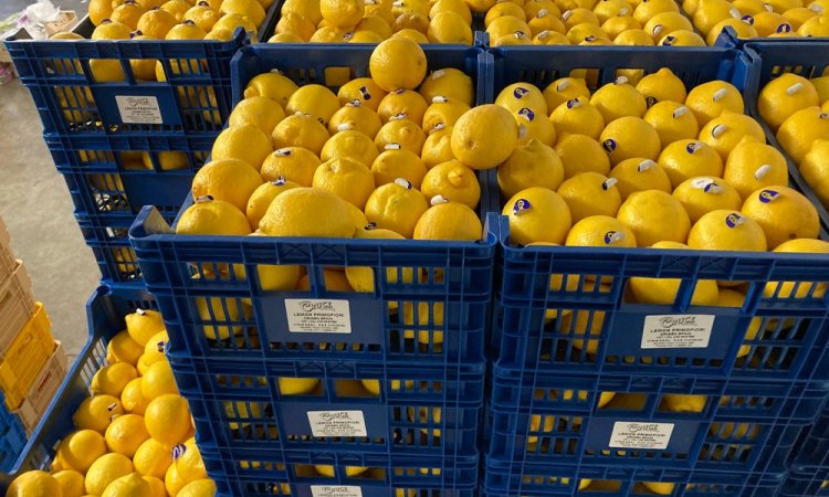 Vente et livraison de fruits et légumes gros volumes vers Saint-Etienne