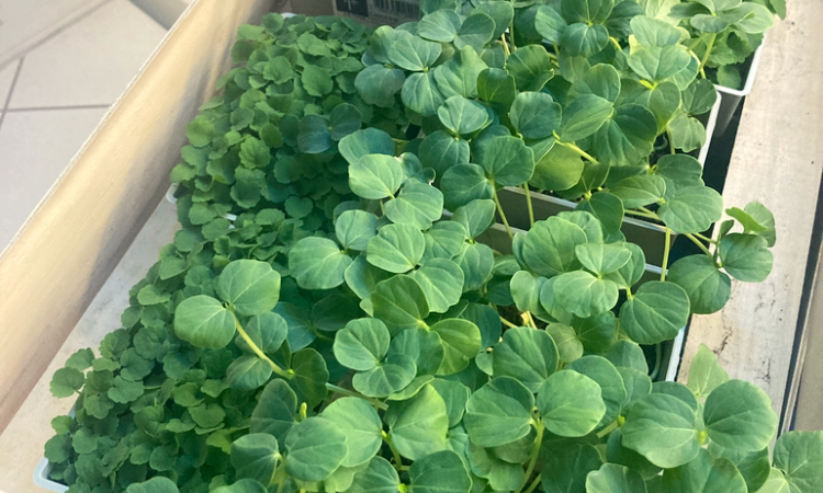 Distribution de Cress dans la Loire