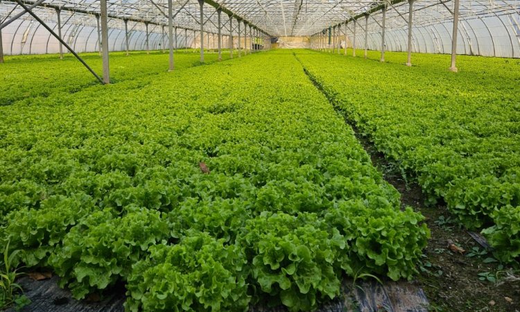 Vente et livraison de salade sur Saint-Etienne