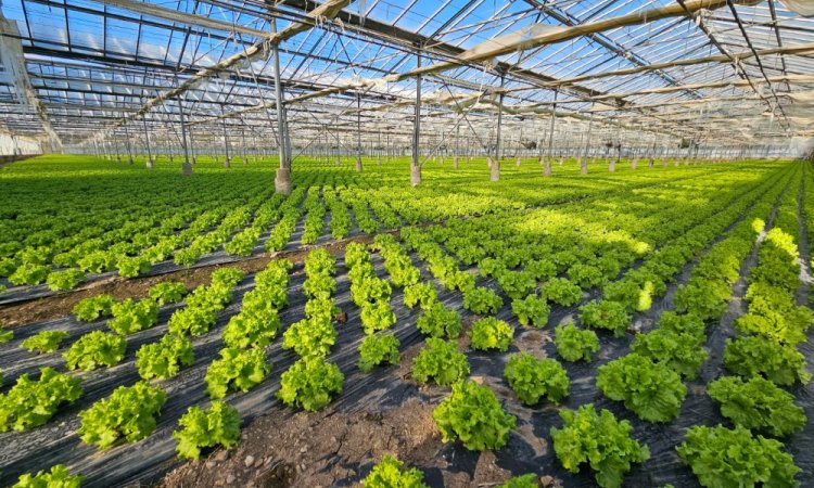 Vente et livraison de salade sur Saint-Etienne