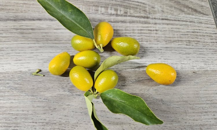 TAP FRUITS vend et livre des fruits exotiques dans la Loire